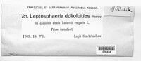 Leptosphaeria dolioloides image